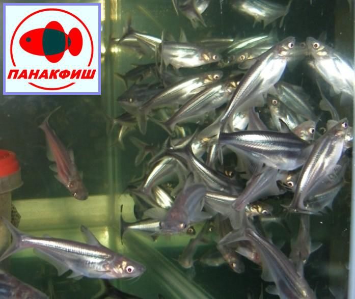 Пангасиус купить